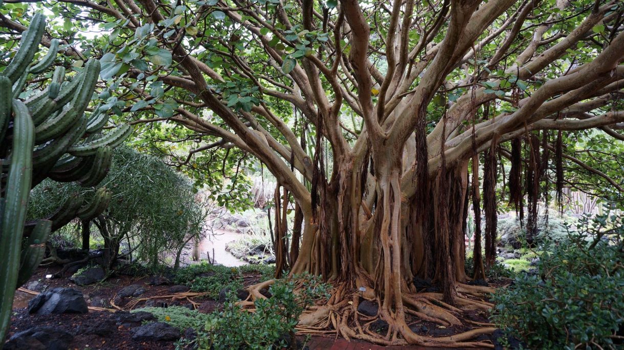 Viajar a Canarias en otoño, una opción muy recomendable