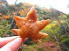 Gastronomía de otoño de Japón, delicias para disfrutar en esta época del año