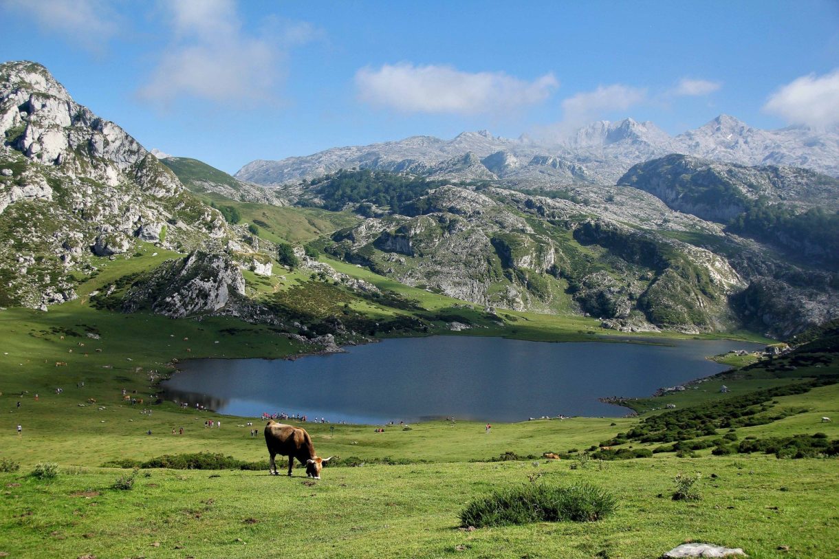 Los 5 quesos de Asturias que has de disfrutar