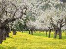 Los almendros en flor en Mallorca, el espectáculo primaveral de Baleares