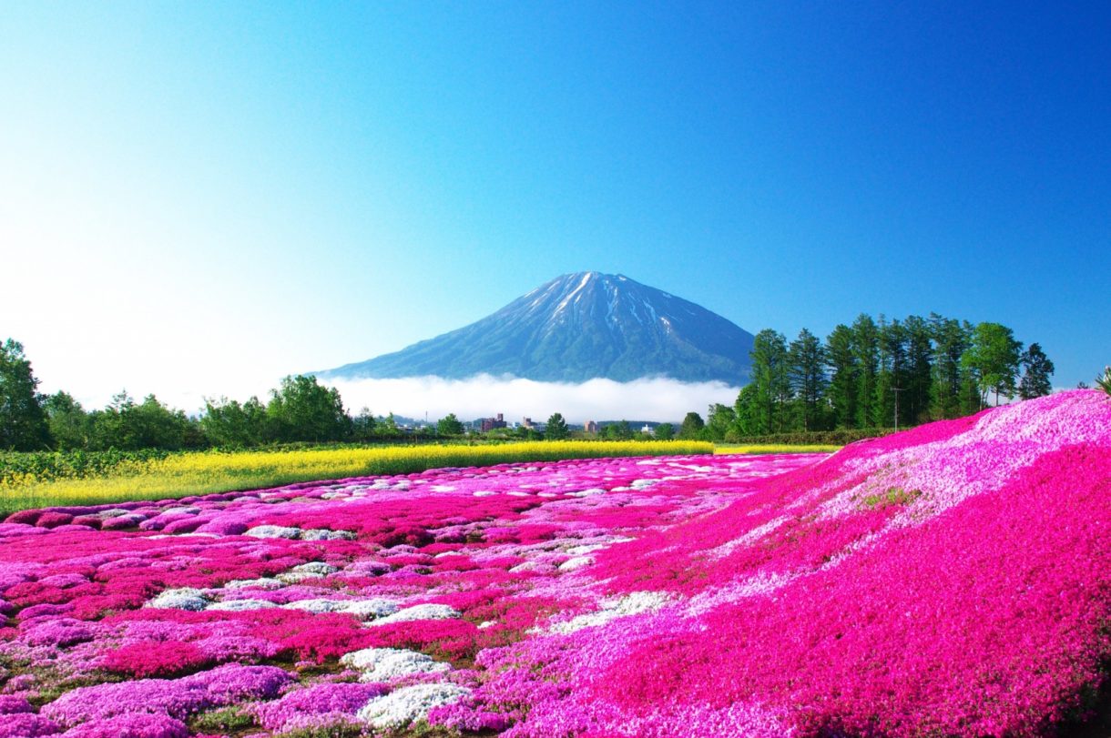 Japón: espectáculos primaverales multicolor para disfrutar en tu viaje