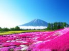 Japón: espectáculos primaverales multicolor para disfrutar en tu viaje