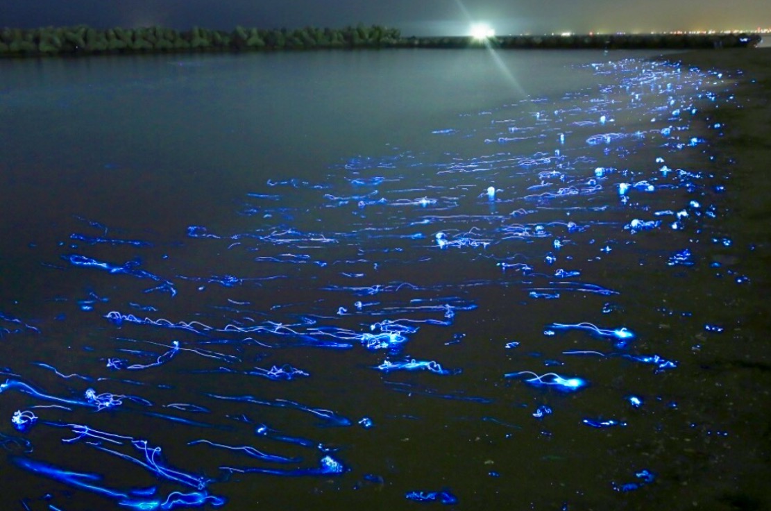 Japón luce con orgullo sus playas y bosques bioluminiscentes