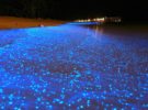Japón luce con orgullo sus playas y bosques bioluminiscentes