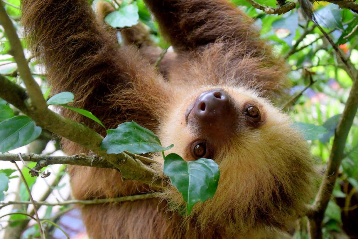 Costa Rica, líder en turismo responsable