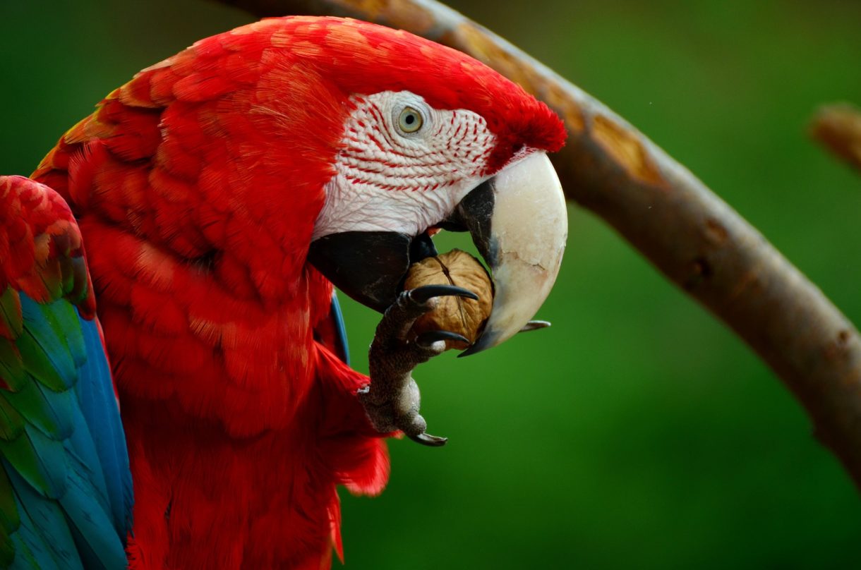 Nueva edición del Guacamaya Fest en Honduras