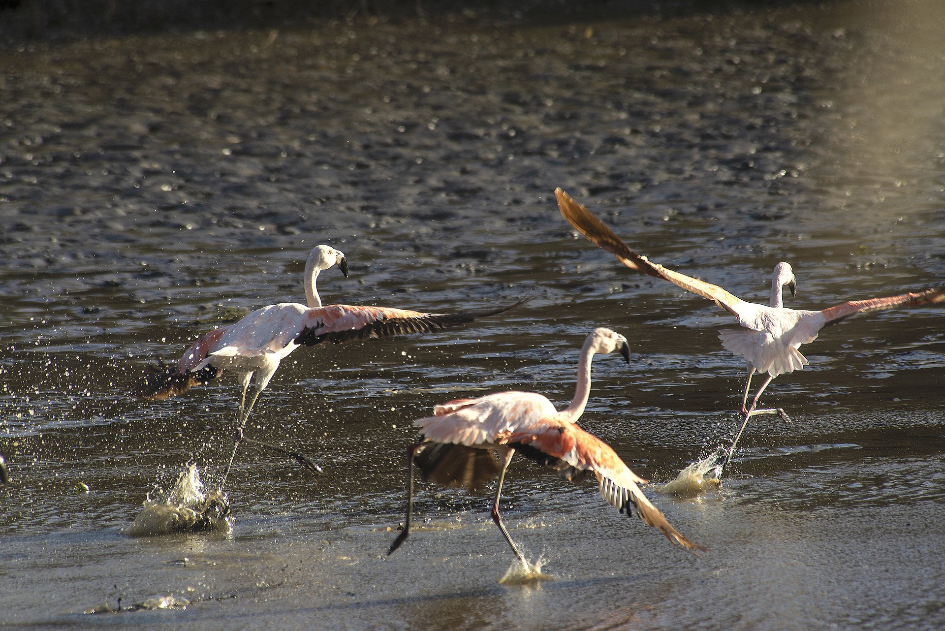 Albufera Valencia Flamencos