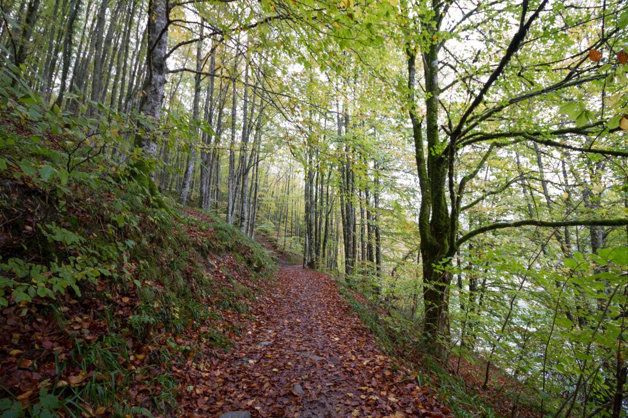 Bosques españoles para escaparse en verano