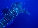 Bucear con tiburones ballena: estos son los mejores lugares