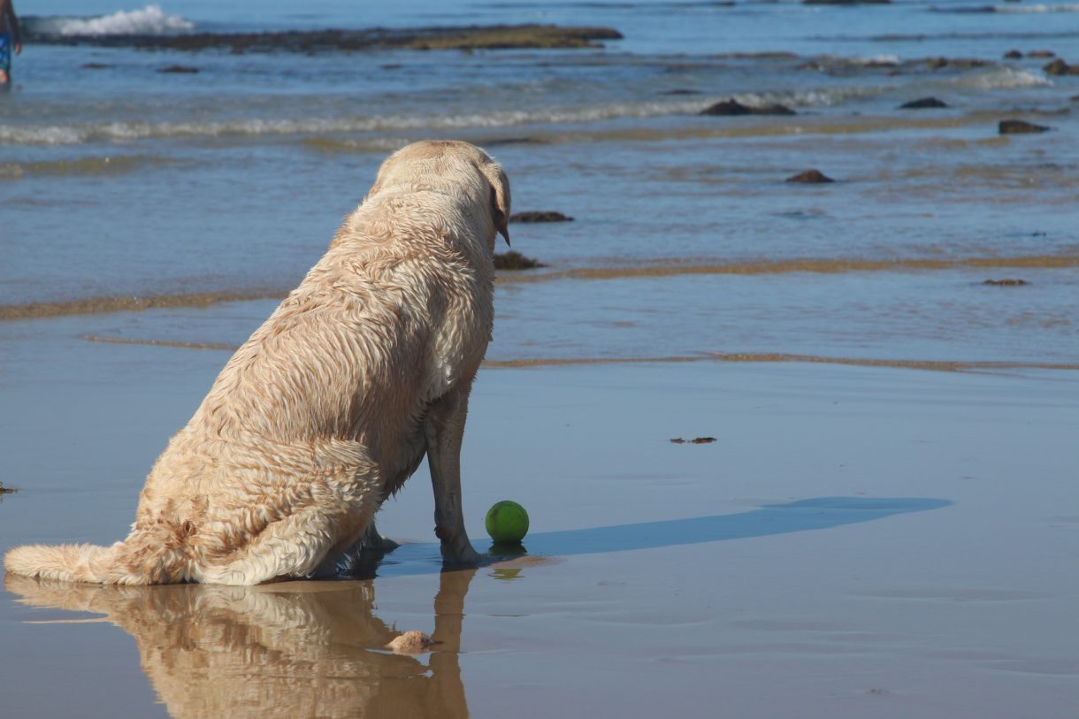 Viajar con mascotas: playas ‘dogfriendly’ en Barcelona