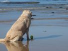 Viajar con mascotas: playas ‘dogfriendly’ en Barcelona