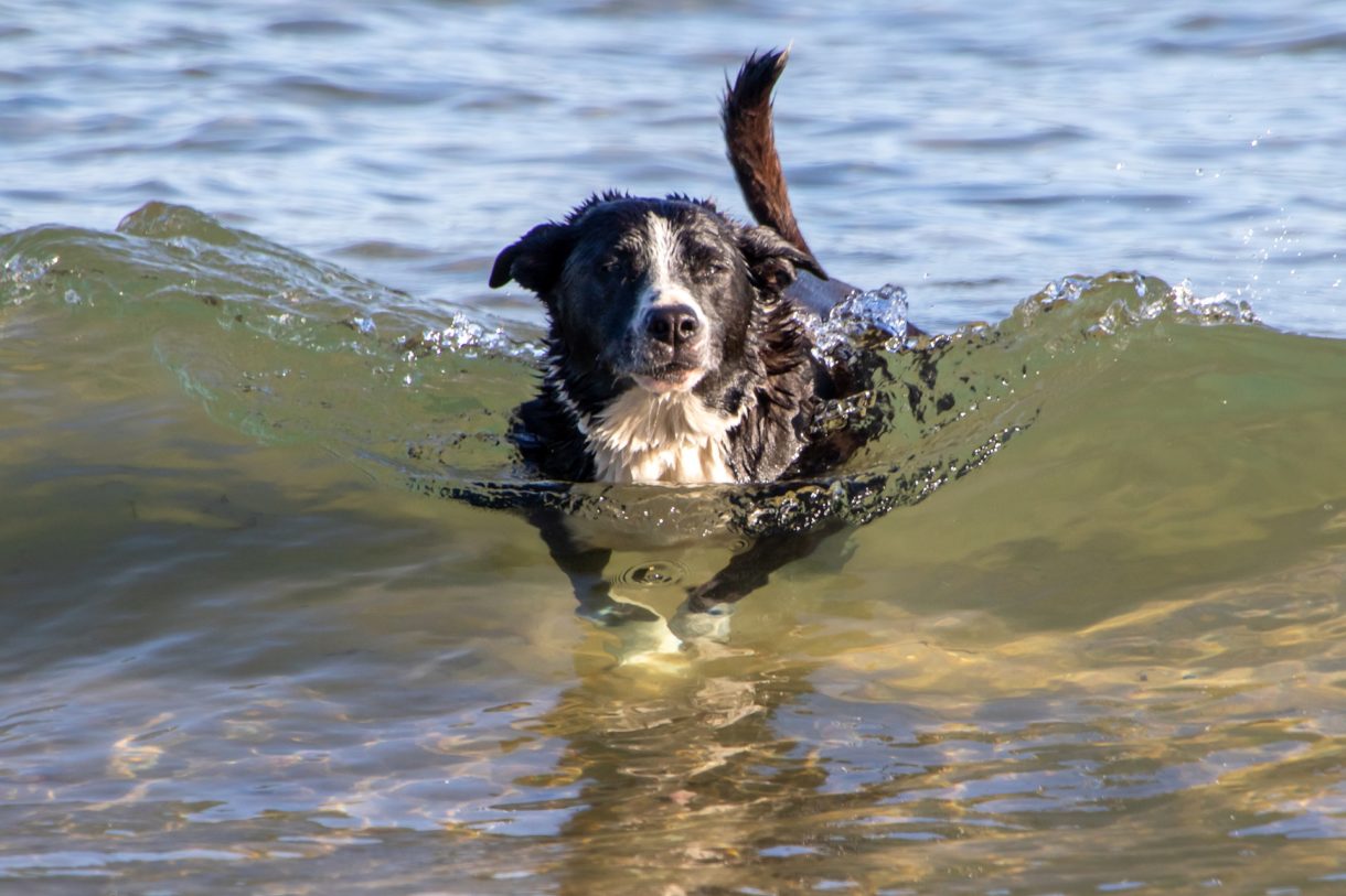 Playas recomendadas para ir con mascotas