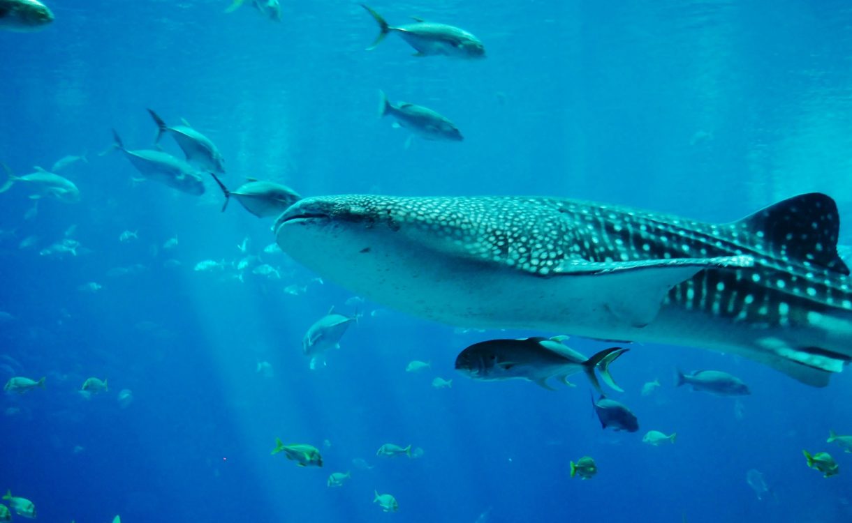 Bucear con tiburones ballena: estos son los mejores lugares