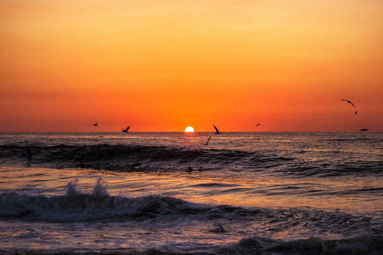 Disfruta del Aviturismo en la Riviera Nayarit de México