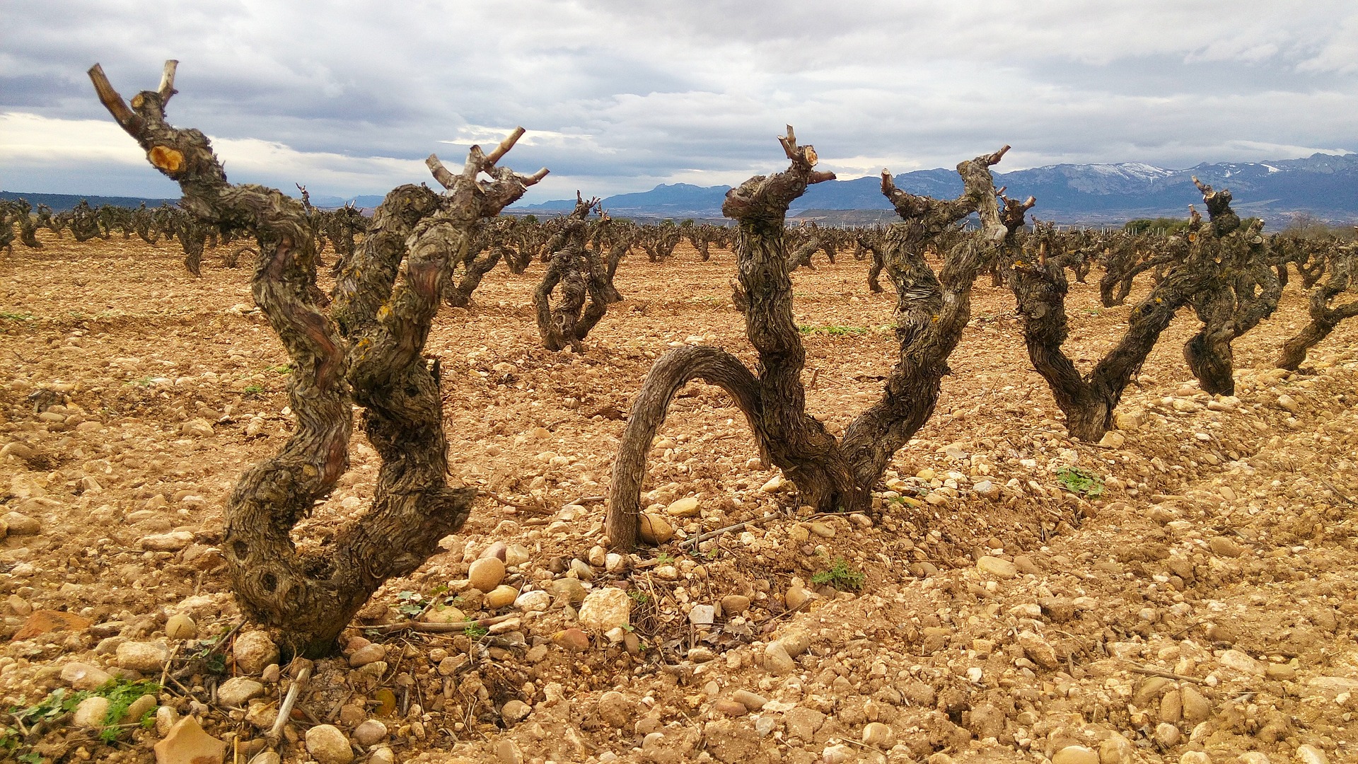 Vinas Enoturismo La Rioja
