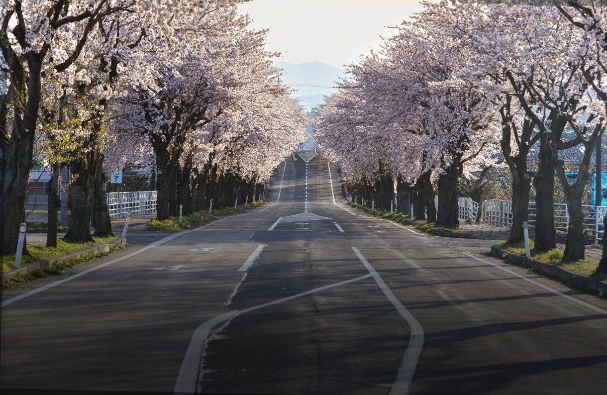 Lugares donde disfrutar de cerezos en flor en primavera