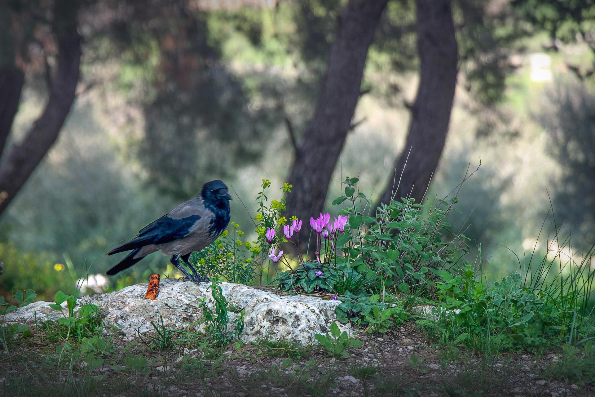 Israel Parques Naturales Turismo