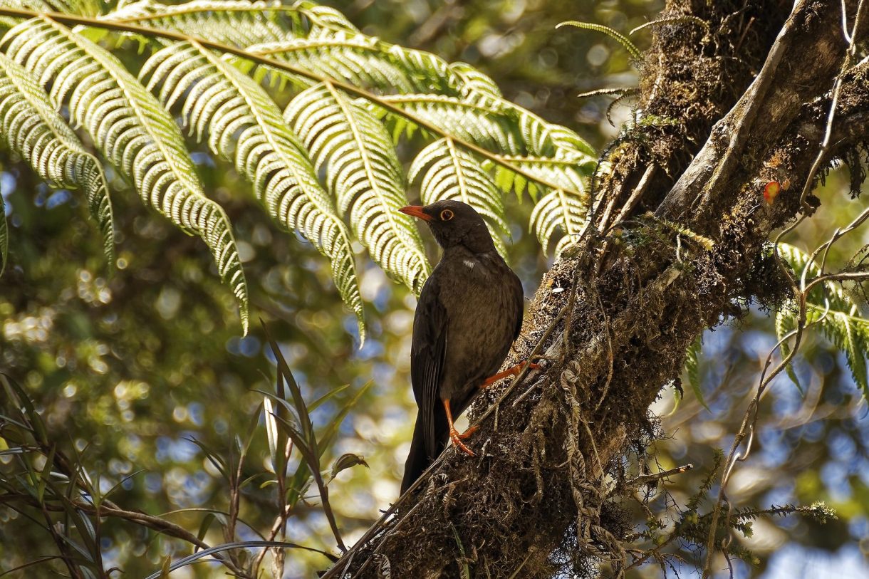 Los mejores destinos para el avistamiento de aves