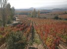 La Rioja Alavesa, un destino de enoturismo para disfrutar en verano