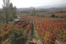La Rioja Alavesa, un destino de enoturismo para disfrutar en verano