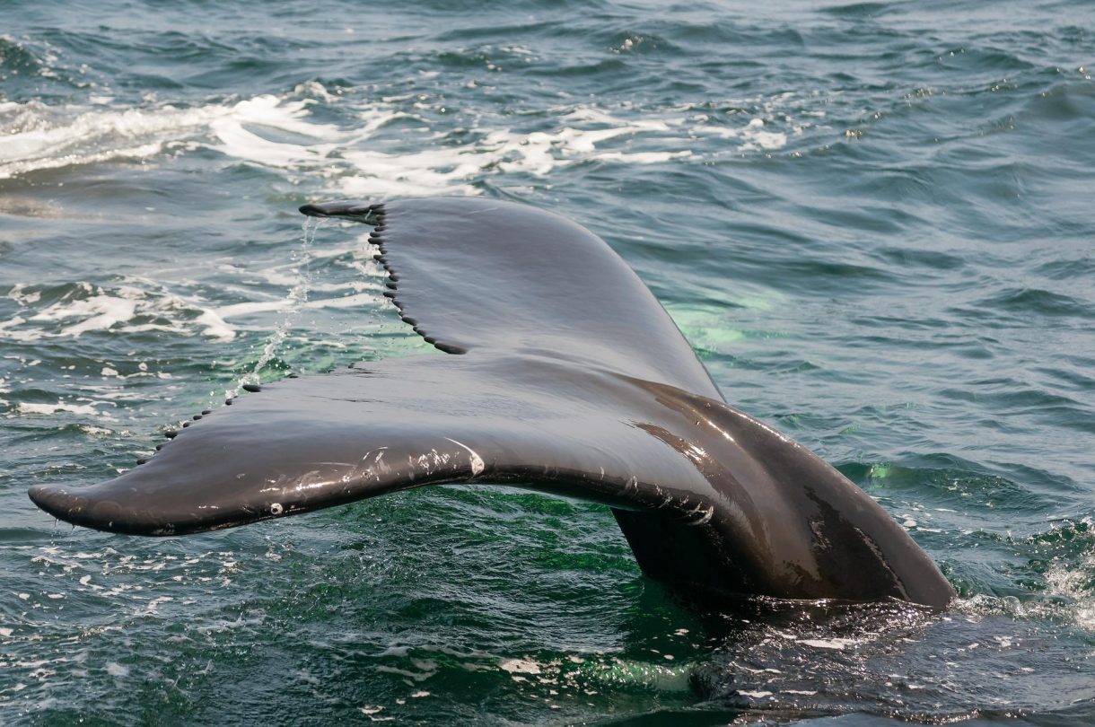 Avistamiento de ballenas y delfines, una aventura para no perdérsela en Tenerife