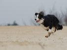 Viajar con mascotas: playas ‘dogfriendly’ en Alicante