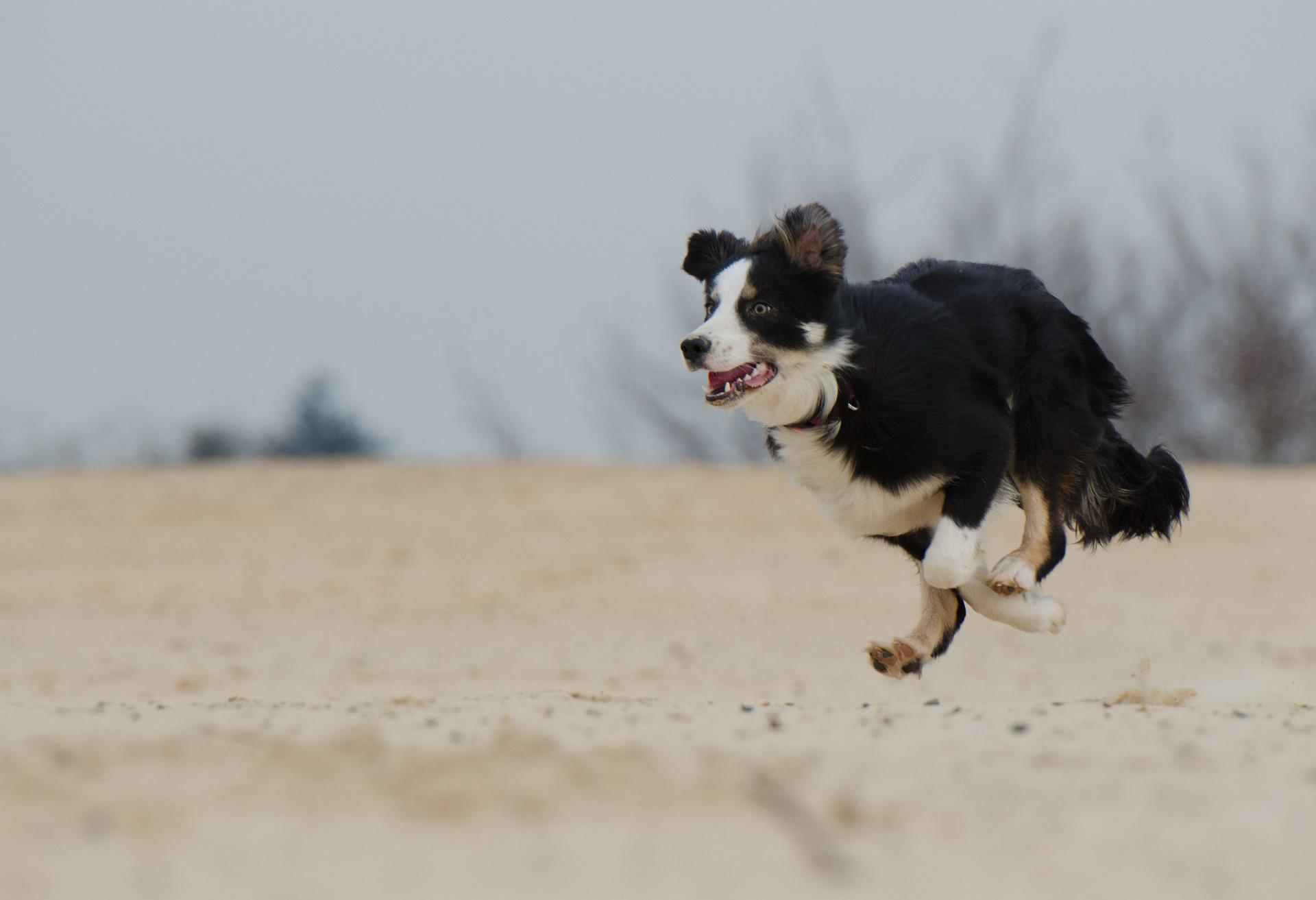 Perro Corriendo Playa