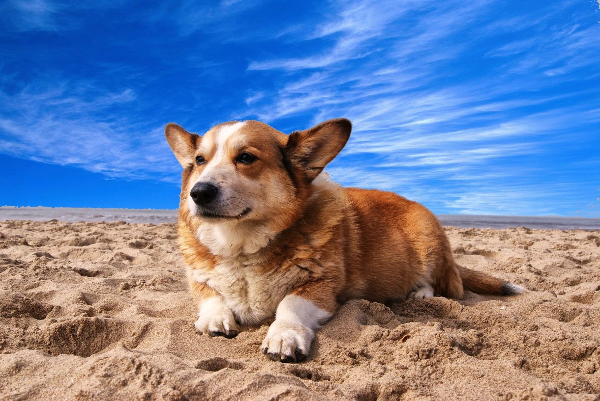 Viajar con mascotas: playas ‘dogfriendly’ en Alicante