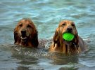 Viajar con mascotas: playas ‘dogfriendly’ en Tarragona