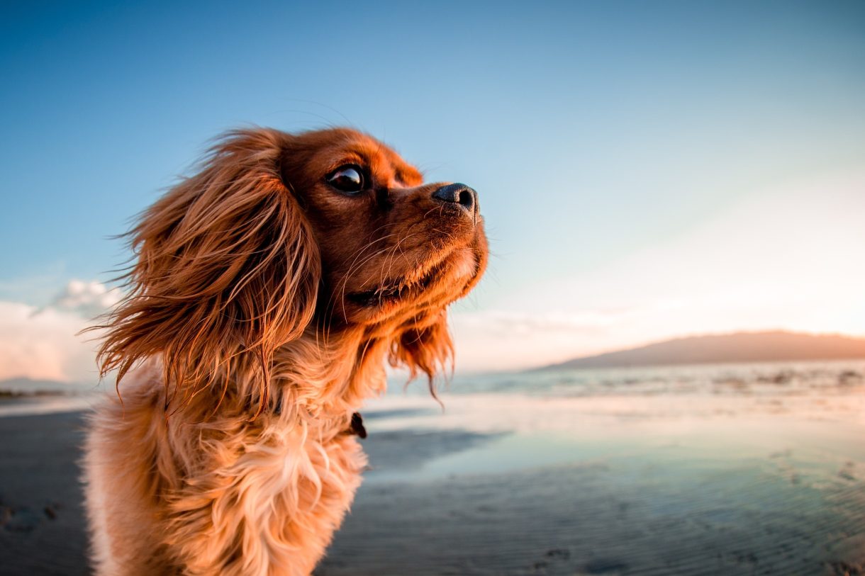 Viajar con mascotas: playas ‘dogfriendly’ en Málaga