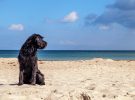 Viajar con tu mascota: las playas de Castellón que admiten perros