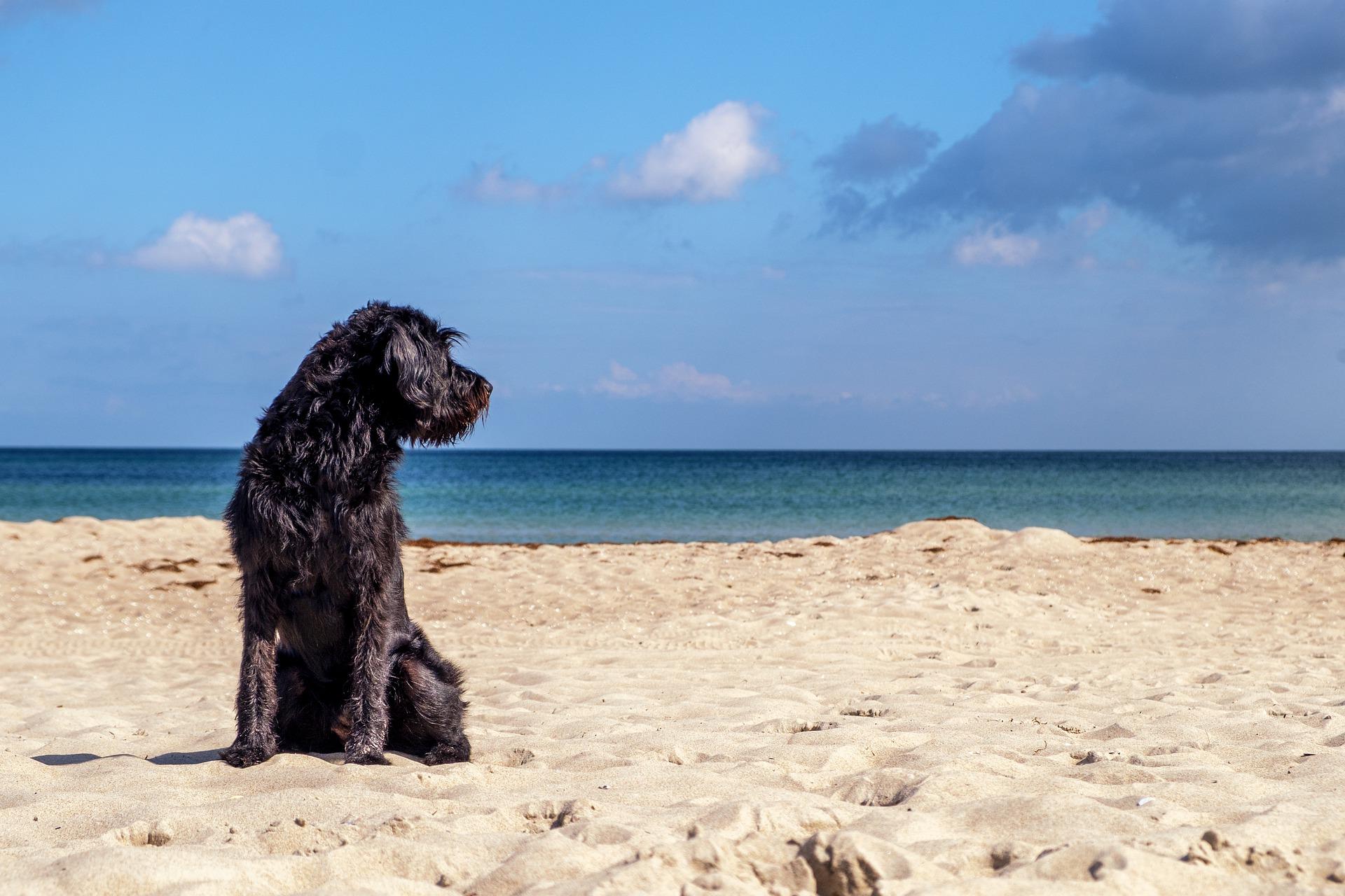 Playas Dogfriendly