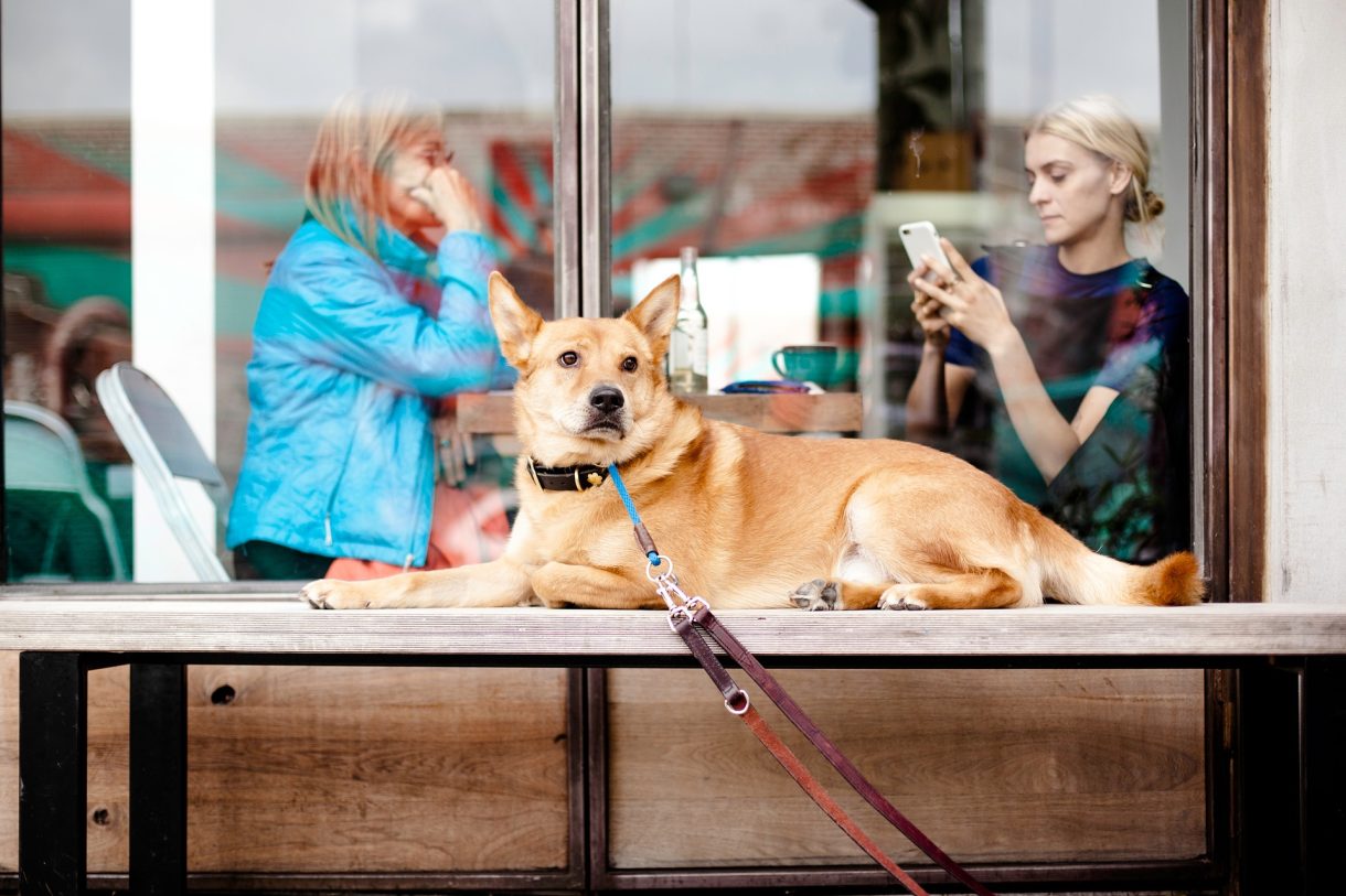 Viajar con mascotas: un restaurante ‘dogfriendly’ con carta para perros