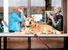 Viajar con mascotas: un restaurante ‘dogfriendly’ con carta para perros
