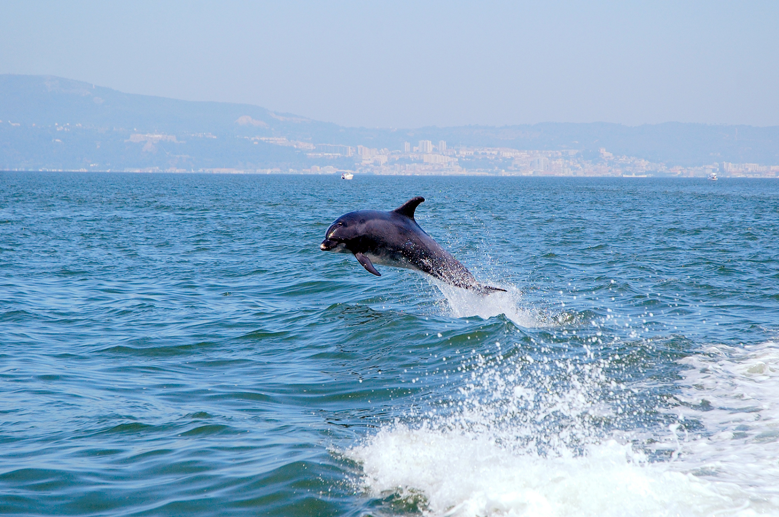 Lisboa Arrábida Delfines