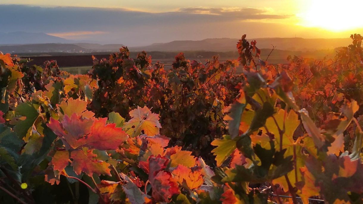 Cuatro tramos del Camino de Santiago para disfrutar de La Rioja Alavesa