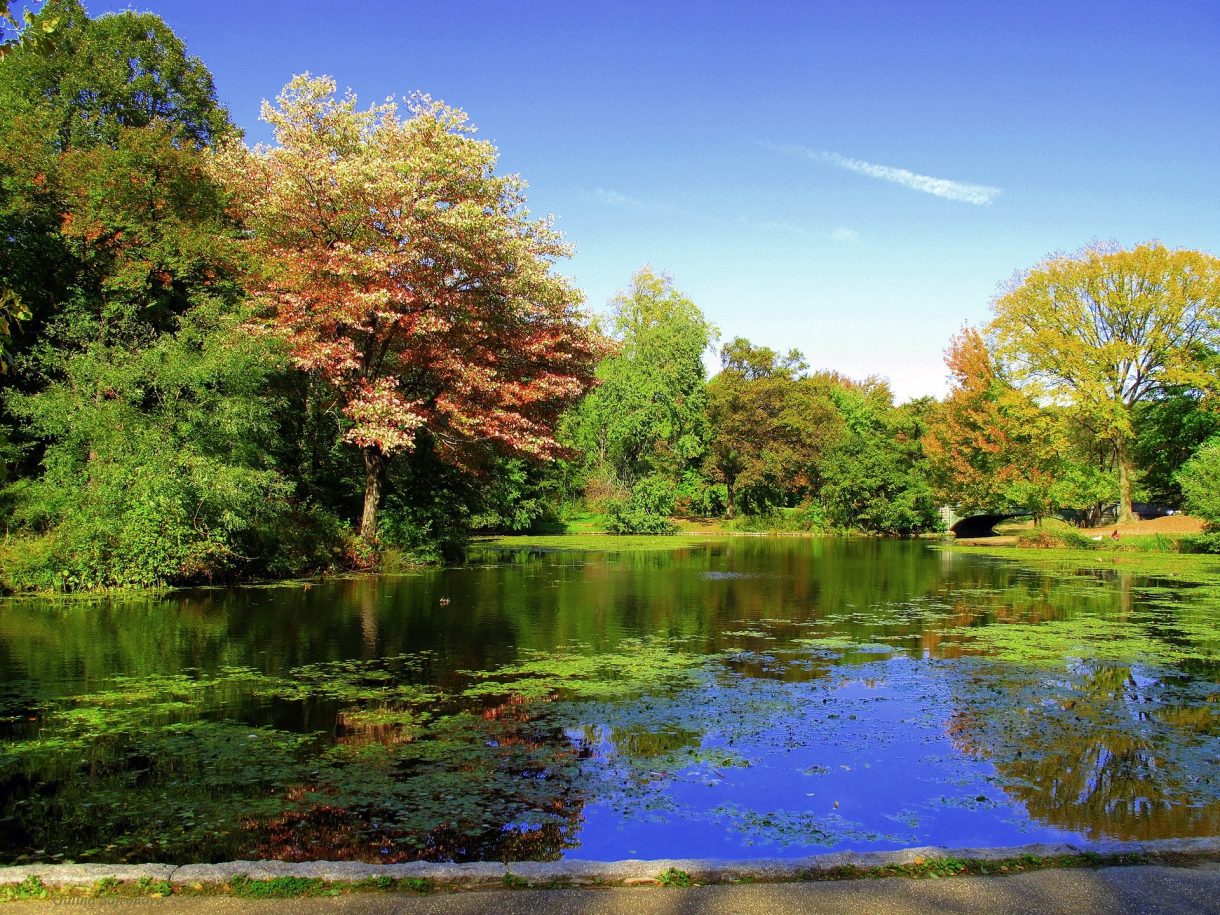 Paisajes otoñales para disfrutar en Nueva York