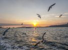 Lugares para la observación de aves en Turquía