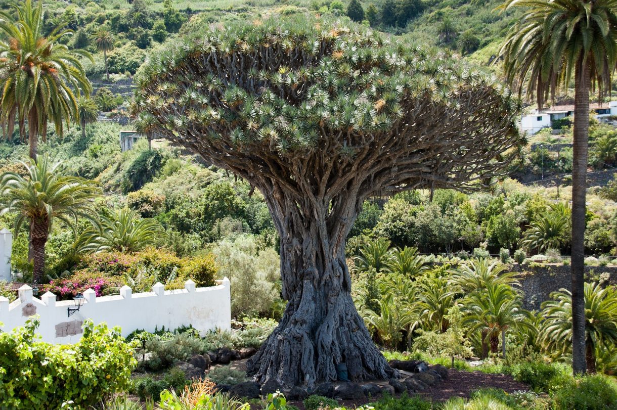 Destinos soleados para visitar en invierno: Las Islas Canarias