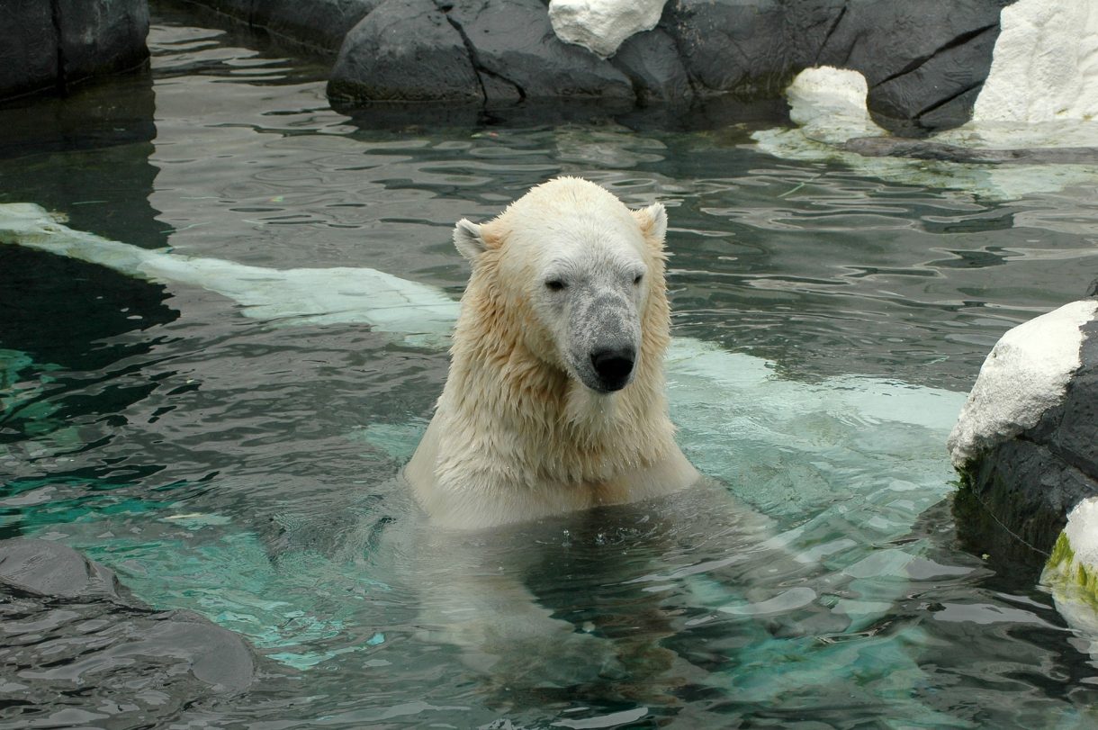 Algunos de los zoológicos más grandes del mundo