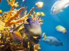 Buceo en el Mar Rojo: lugares, rutas y todo lo que debes saber