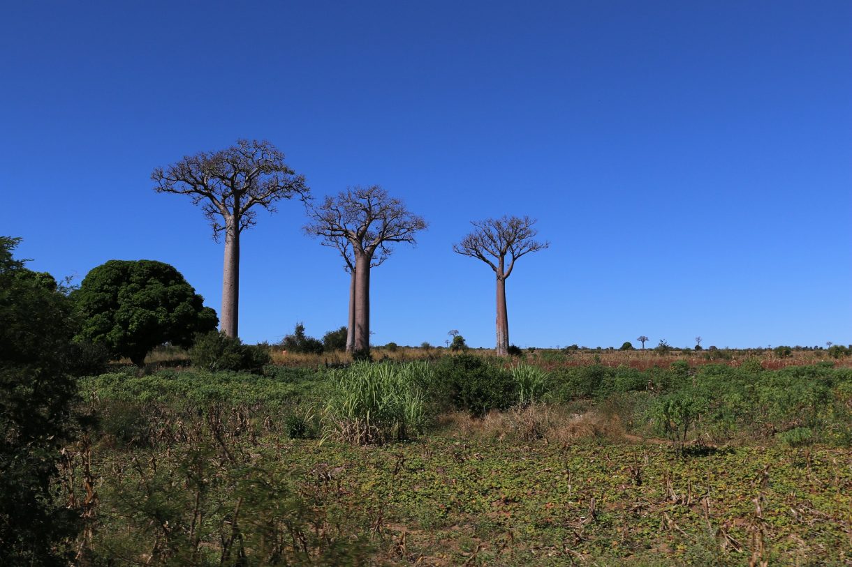 Viaje de aventura para conocer Madagascar