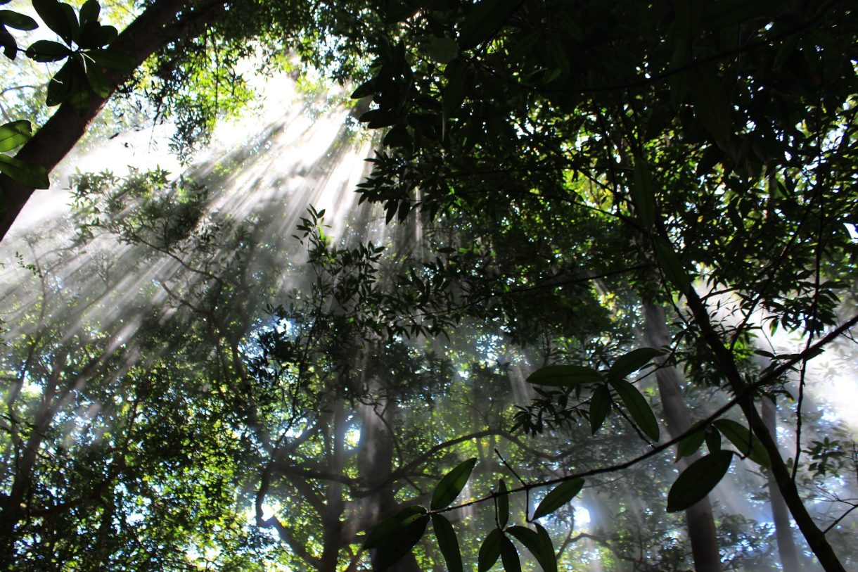 Hotel Villa Lapas, alojamiento en plena naturaleza en Costa Rica