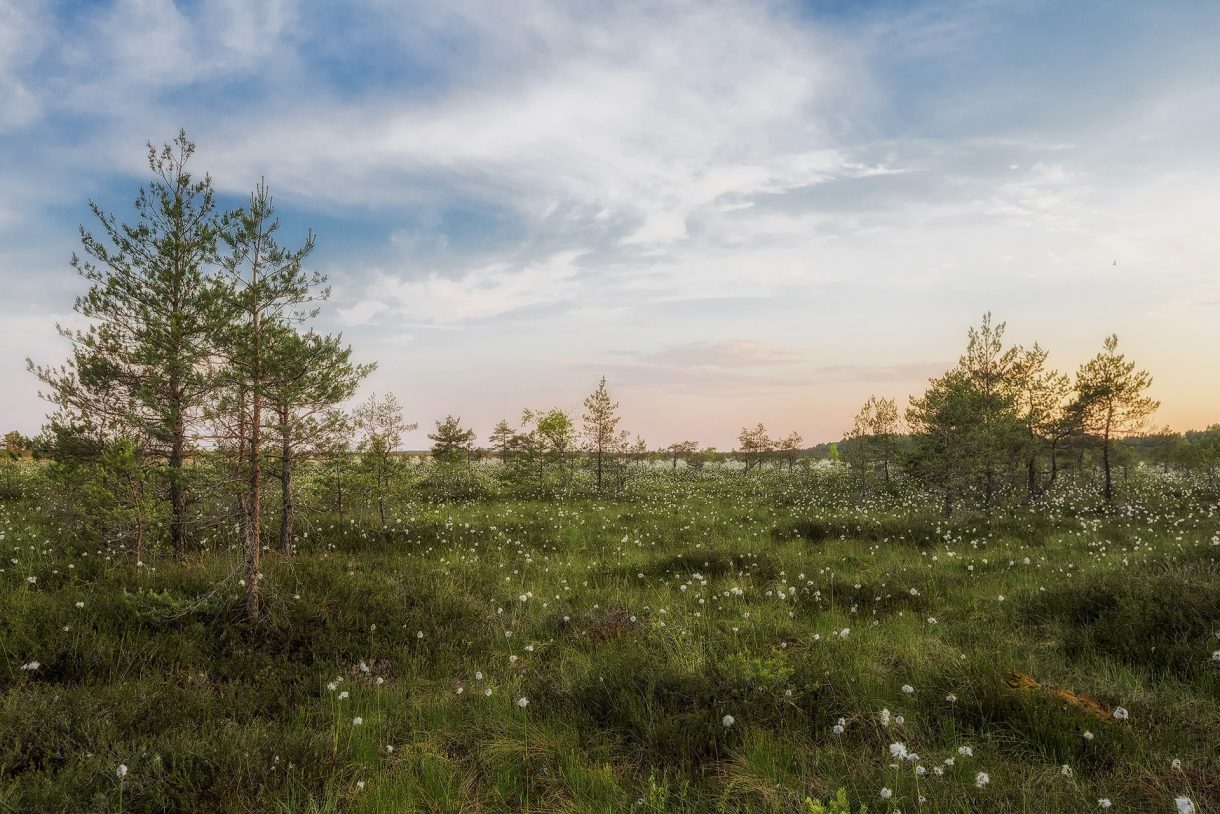 Celebra la Noche de San Juan en Estonia