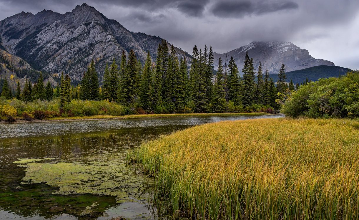 Descubre algunos de los bosques más importantes de Canadá