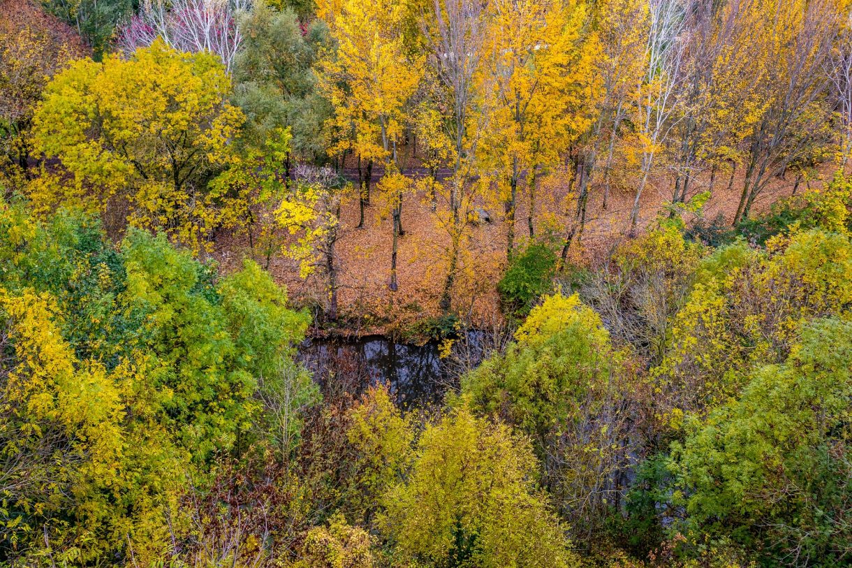 Bosques de España donde disfrutar en otoño