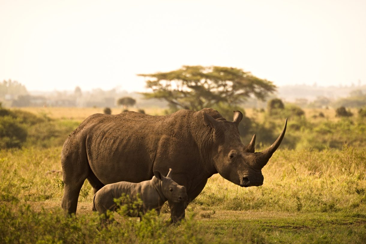 Opciones de aventura para disfrutar en Nairobi