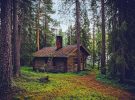 Bosques de Finlandia para disfrutar en vacaciones