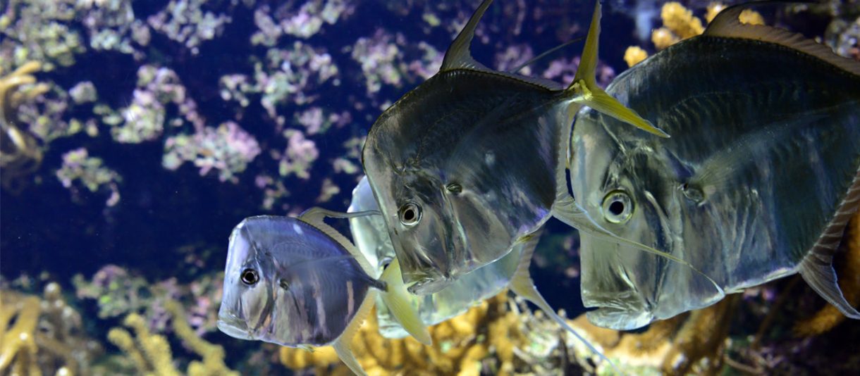 El acuario de La Rochelle, una manera más de vivir el mar en la localidad francesa