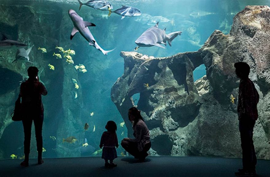 Acuario Larochelle Visita Turismo (3)